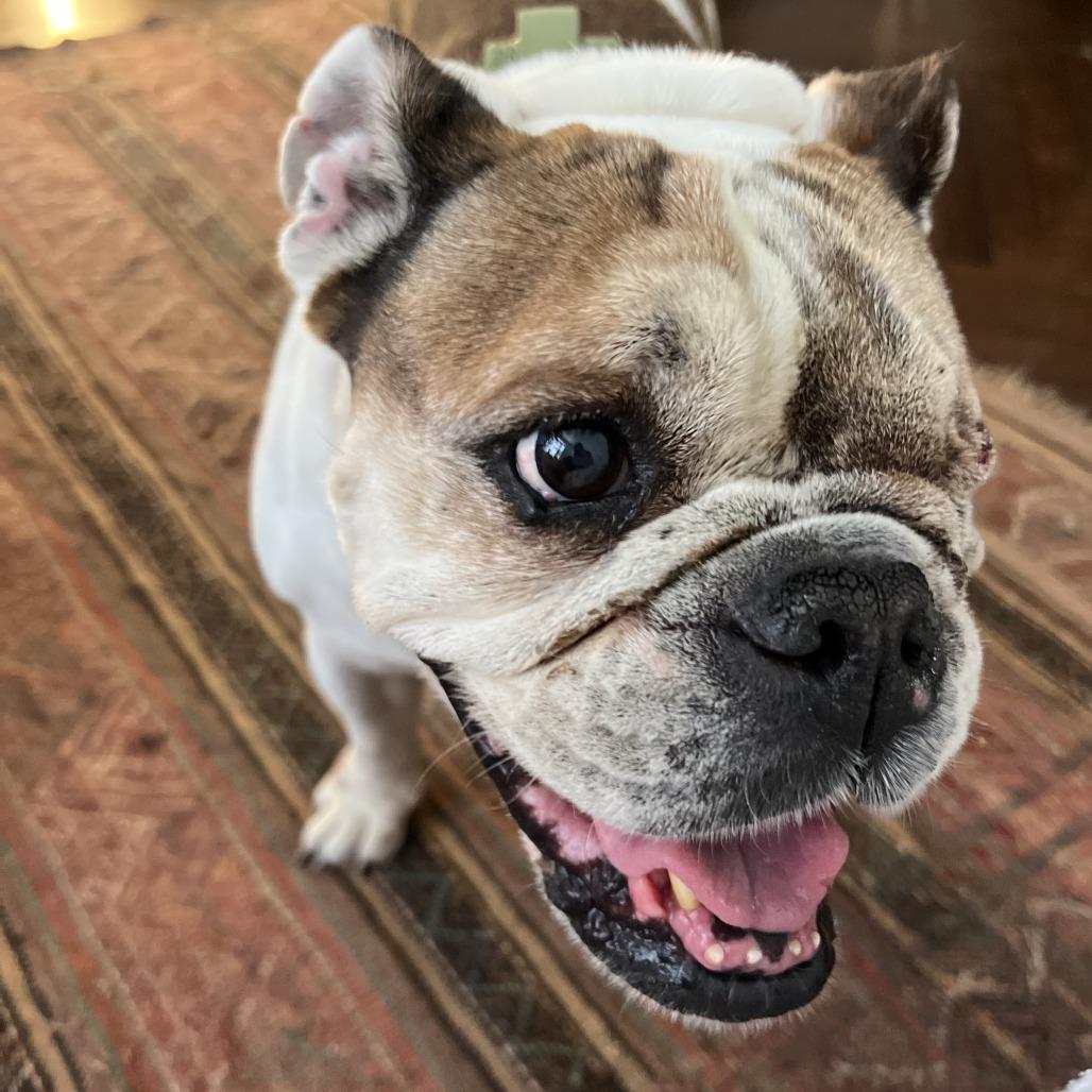 Enlarge Ruth, a Adoptable English Bulldog in Brooklyn, NY image 3/6