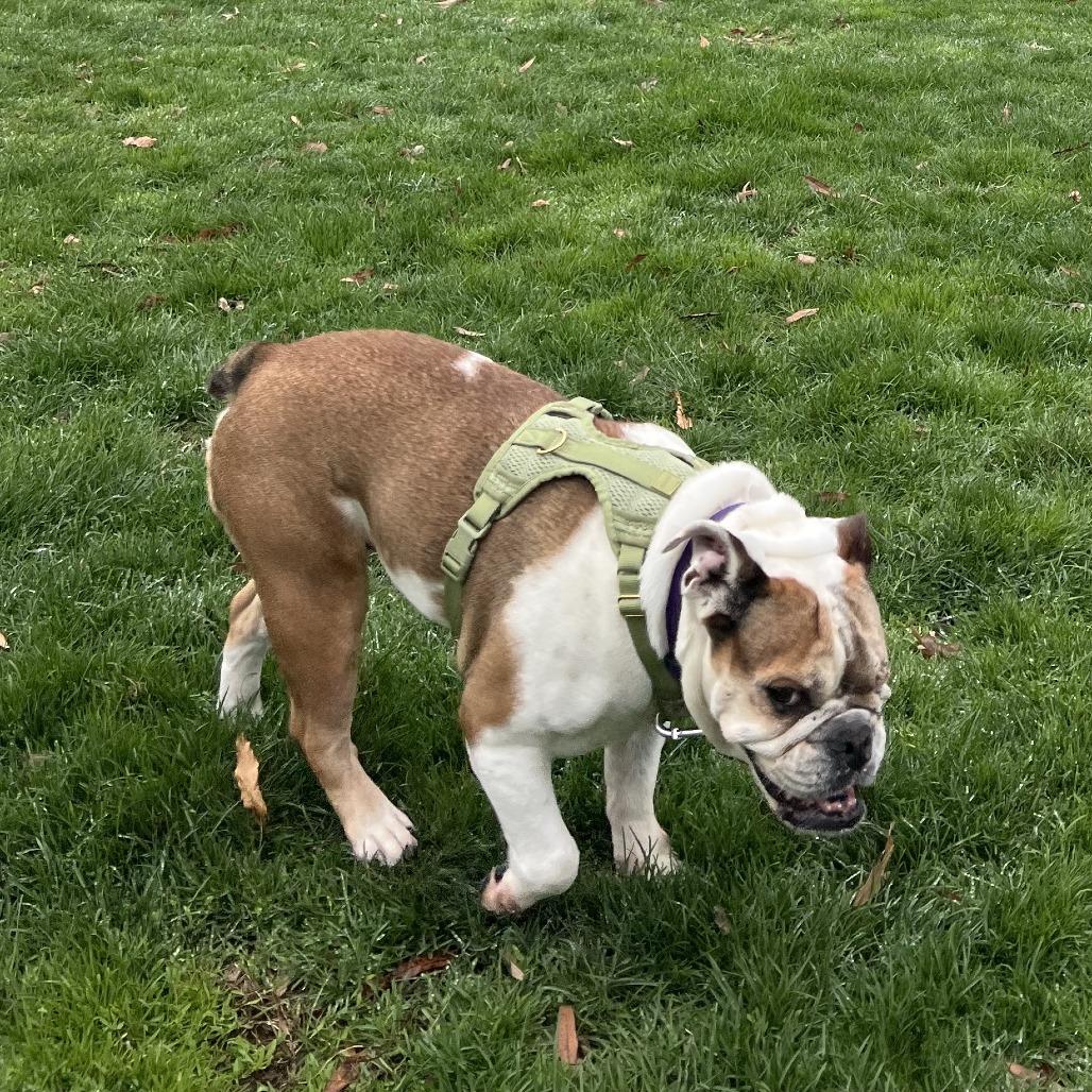 Enlarge Ruth, a Adoptable English Bulldog in Brooklyn, NY image 4/6