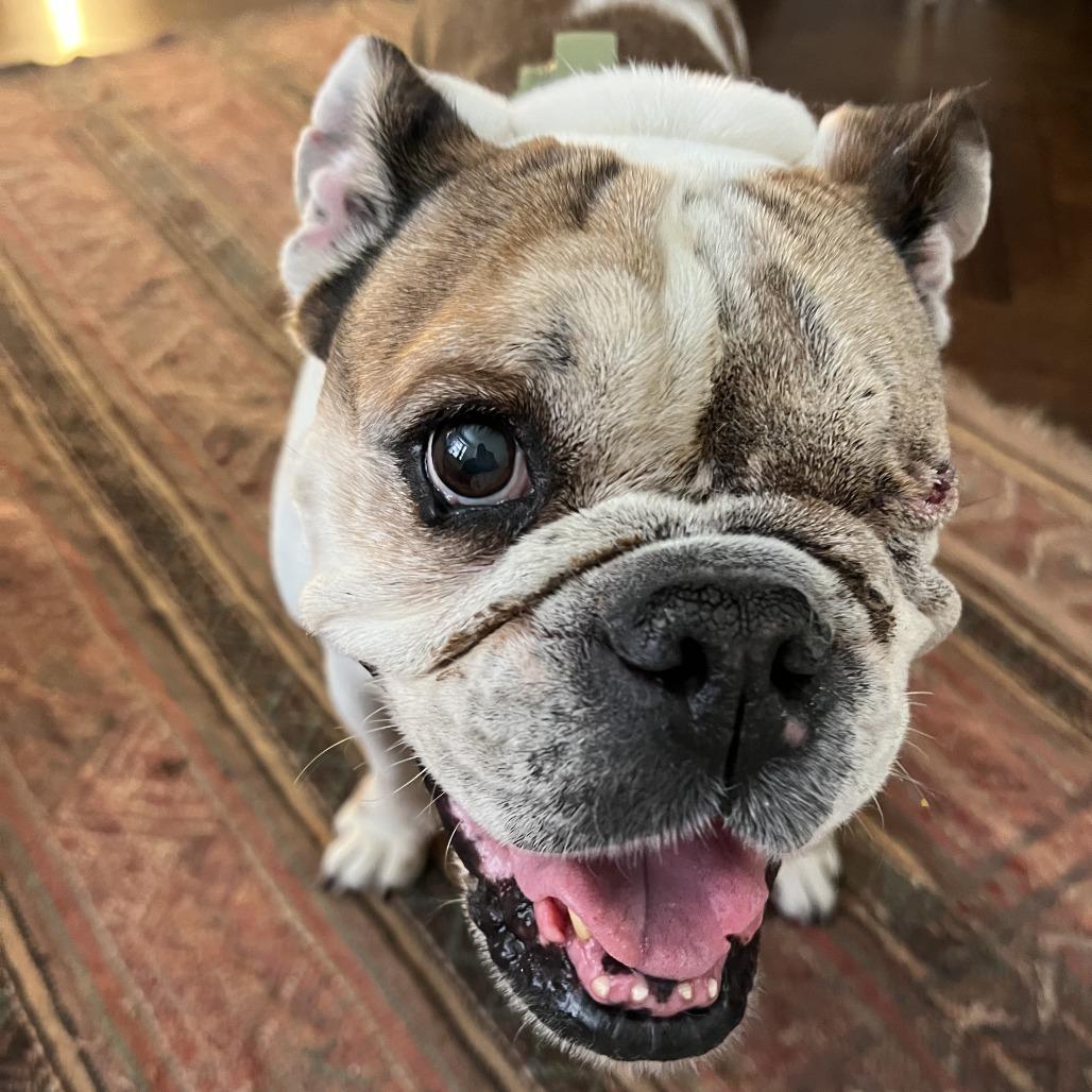 Enlarge Ruth, a Adoptable English Bulldog in Brooklyn, NY image 5/6