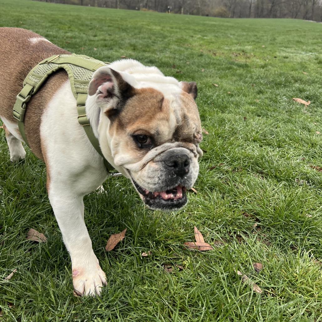 Enlarge Ruth, a Adoptable English Bulldog in Brooklyn, NY image 6/6