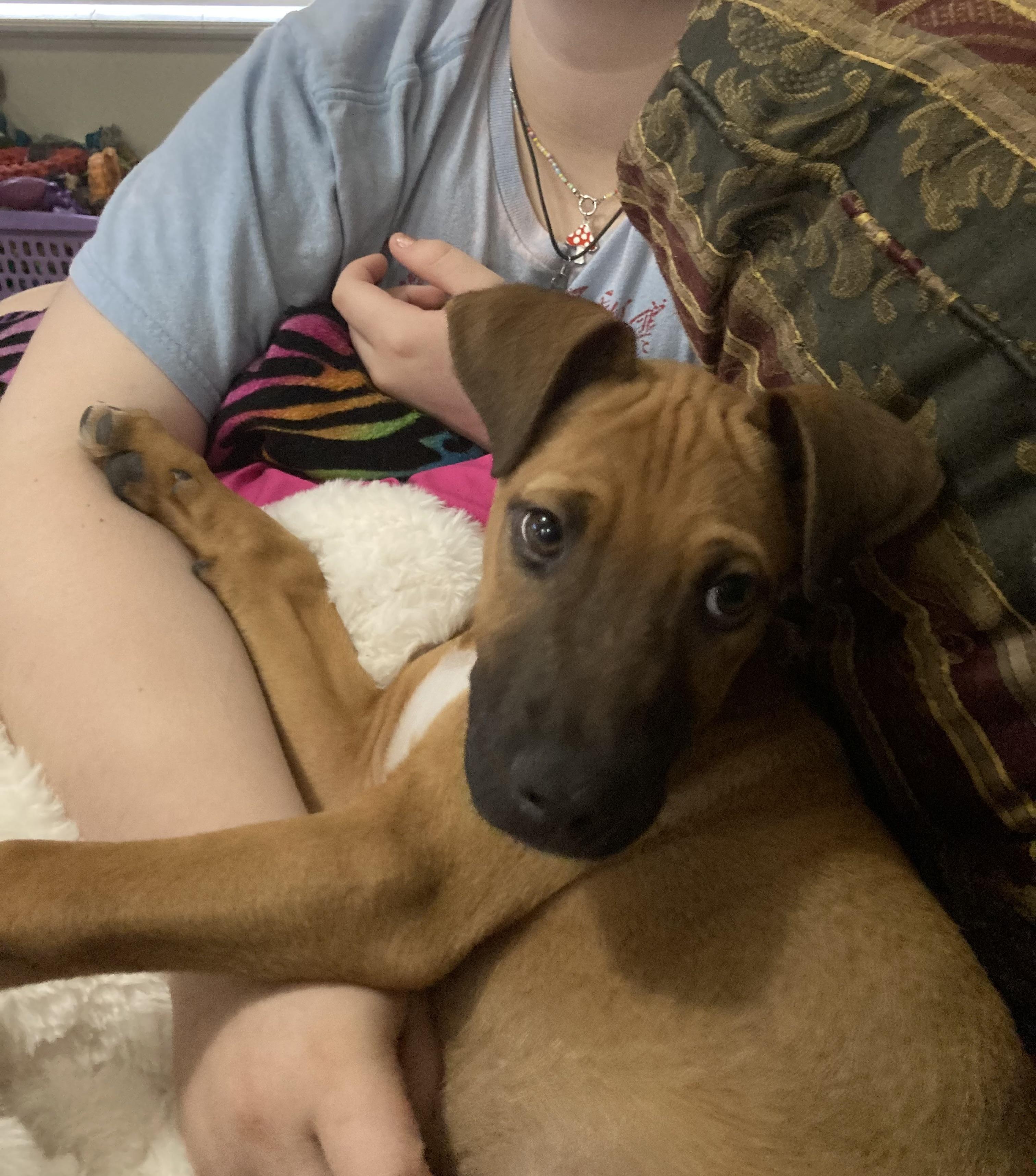 Doe, an adopted mixed breed in Orlando, FL image 5/6