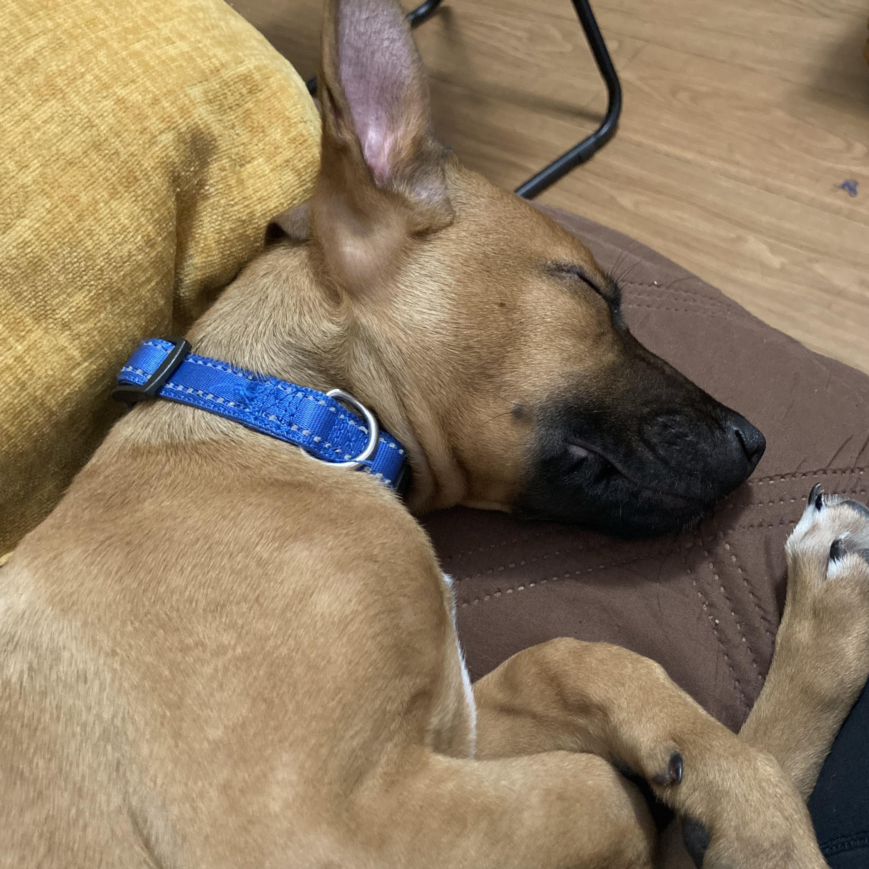 Doe, an adopted mixed breed in Orlando, FL image 6/6