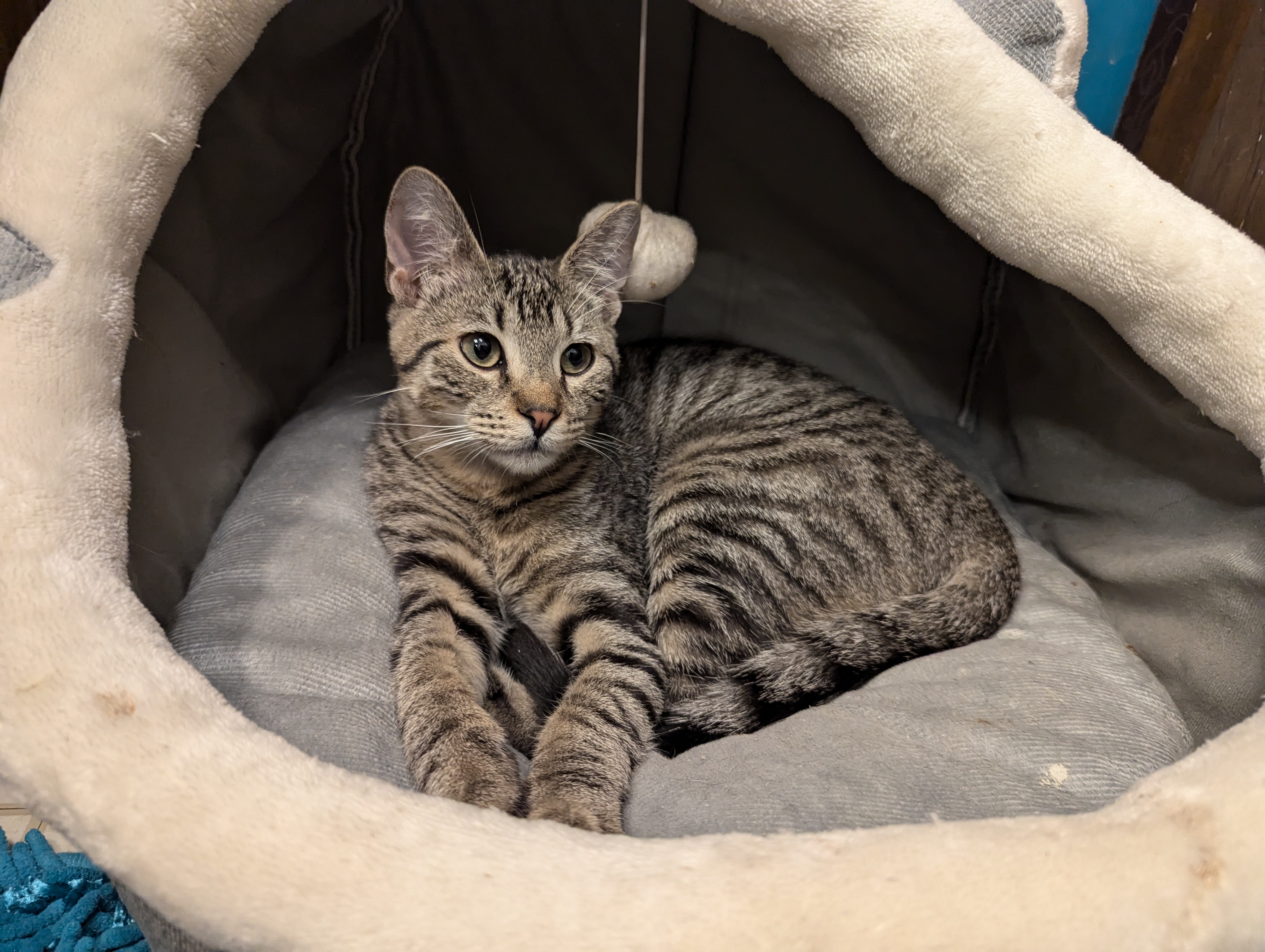 Cat for adoption Viceroy, a Domestic Short Hair Mix in Choctaw, OK