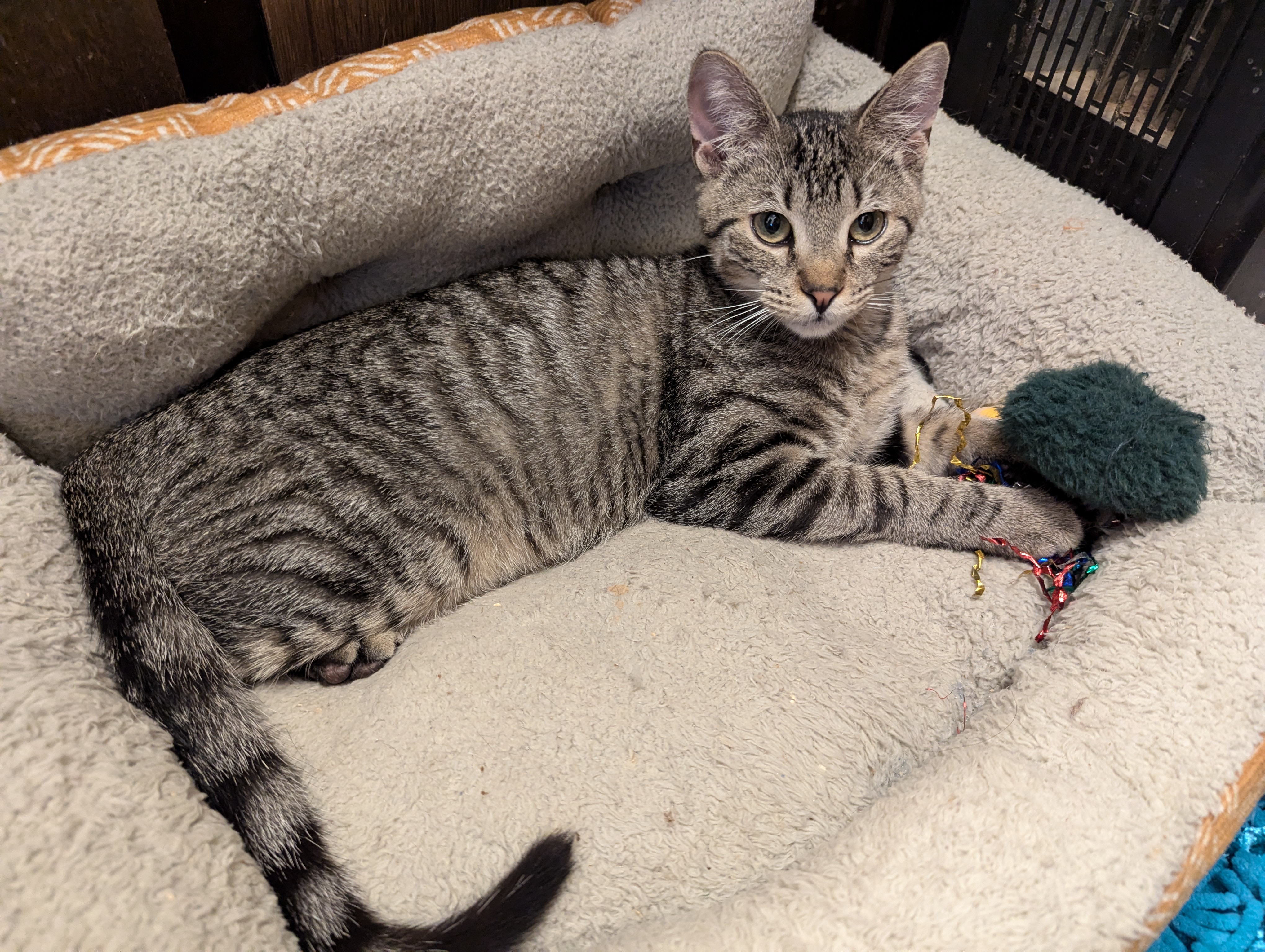 Cat for adoption Viceroy, a Domestic Short Hair Mix in Choctaw, OK