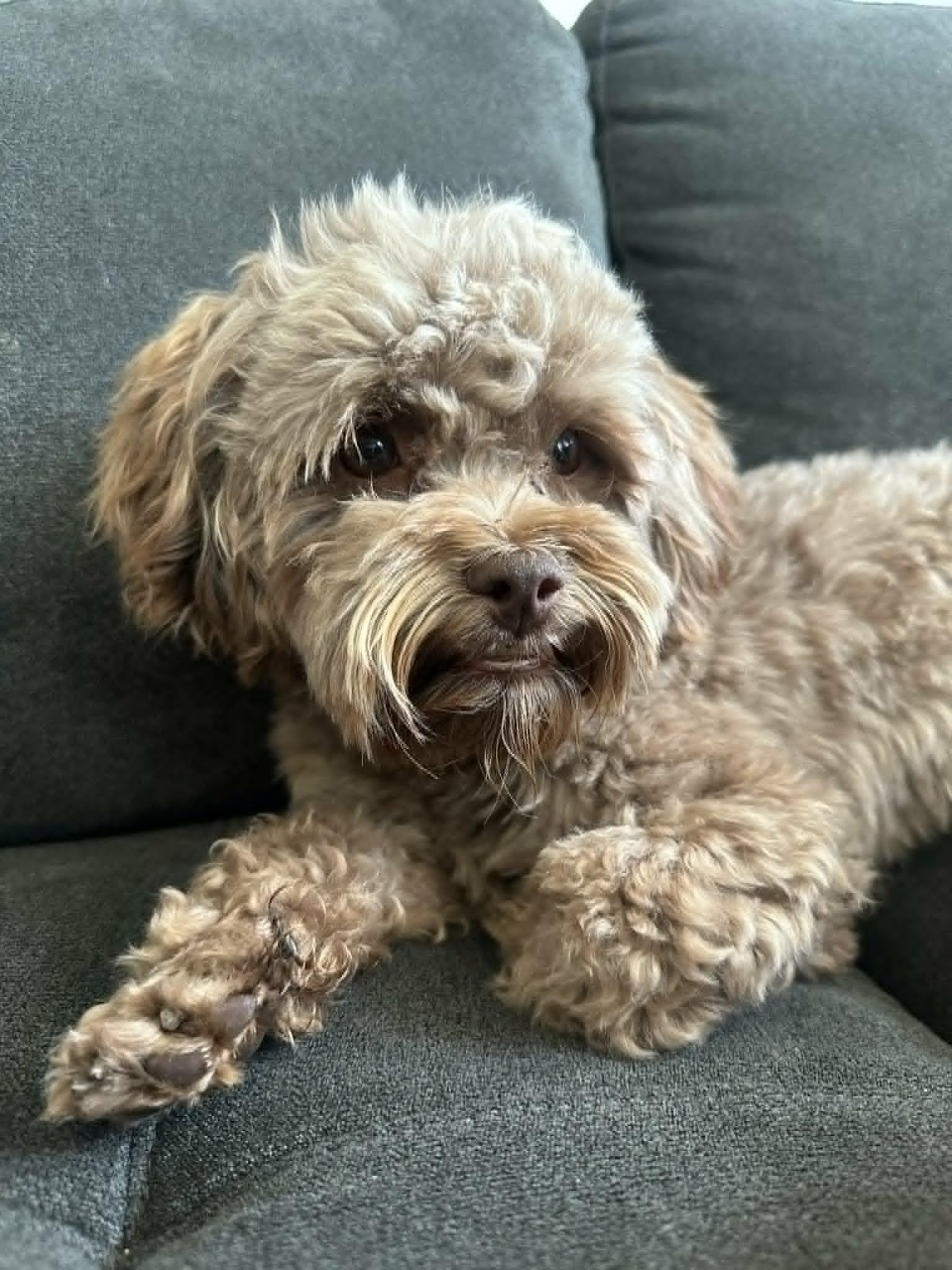 Enlarge Rudy, a ADOPTABLE mixed breed in Murrieta, CA image 1/5