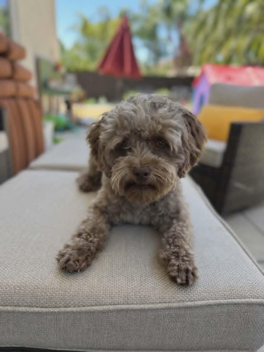 Enlarge Rudy, a ADOPTABLE mixed breed in Murrieta, CA image 5/5