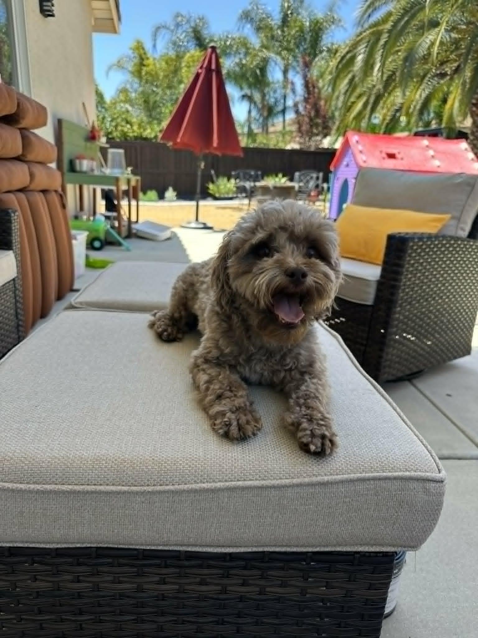 Enlarge Rudy, a ADOPTABLE mixed breed in Murrieta, CA image 2/5
