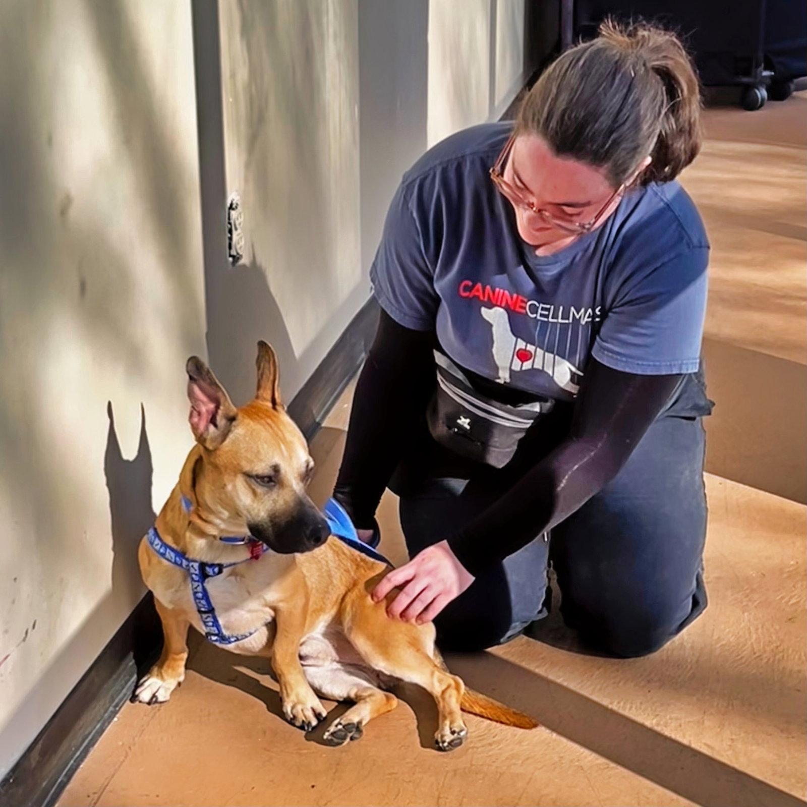 Zazu, Adoptable, Young Male Corgi.