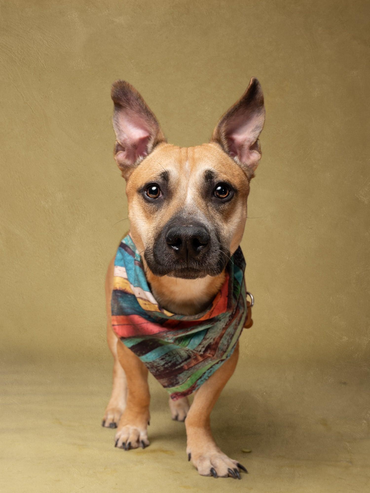 Enlarge Zazu, a Adoptable Corgi in Atlanta, GA image 2/3