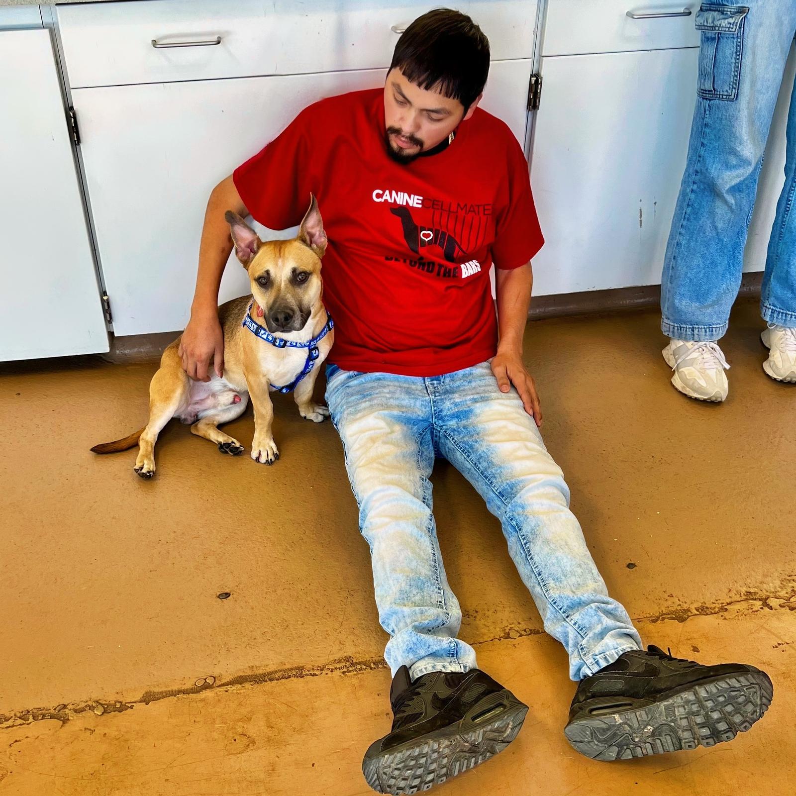 Enlarge Zazu, a Adoptable Corgi in Atlanta, GA image 3/3