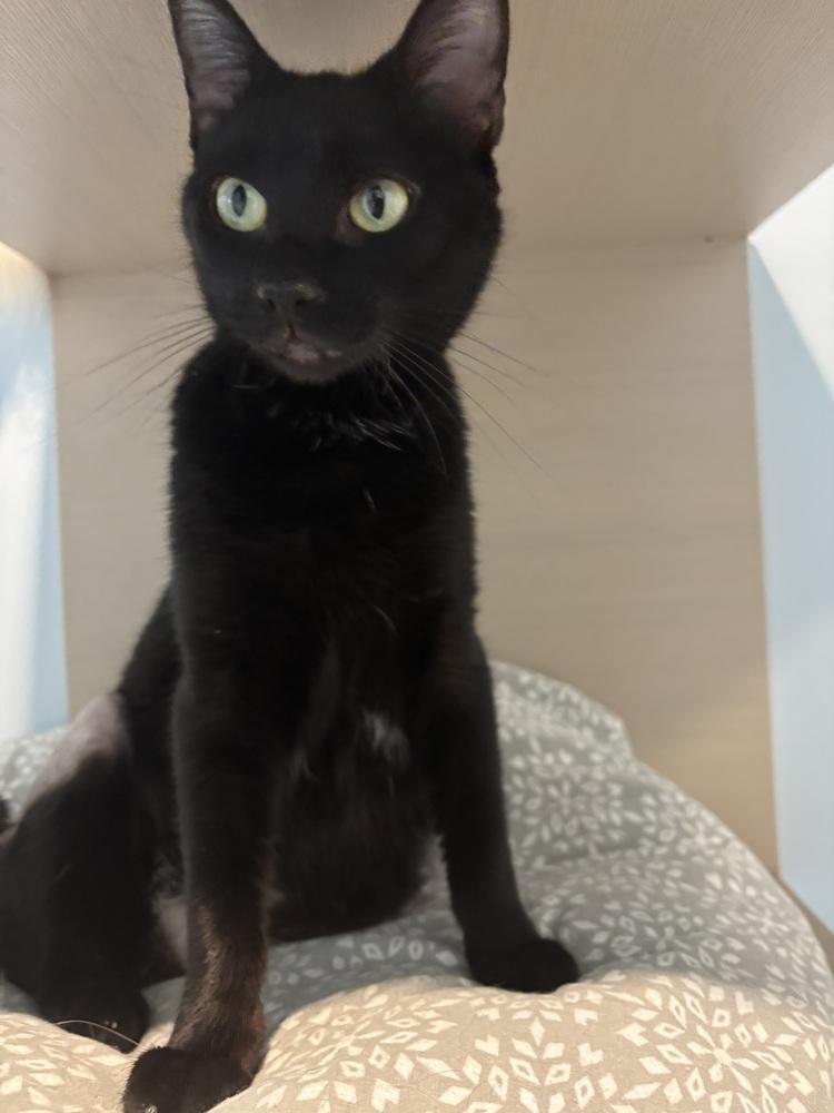 Nadia, Adoptable, Adult Female Domestic Short Hair.