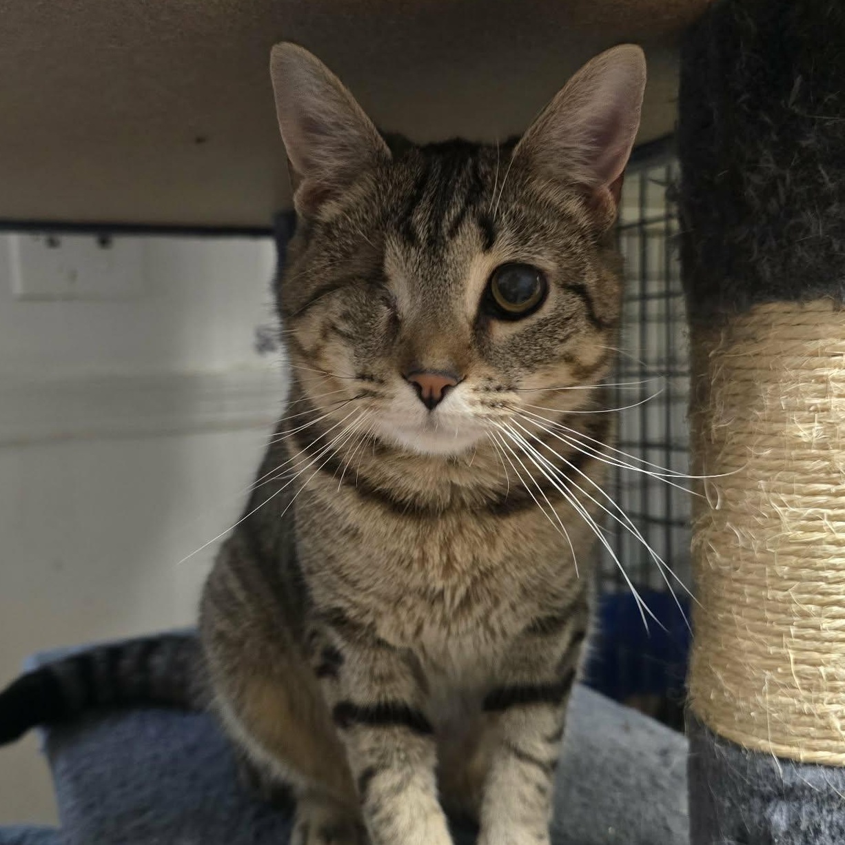 Enlarge Monica (one eyed kitten), a ADOPTABLE mixed breed in Huntington, NY image 1/2