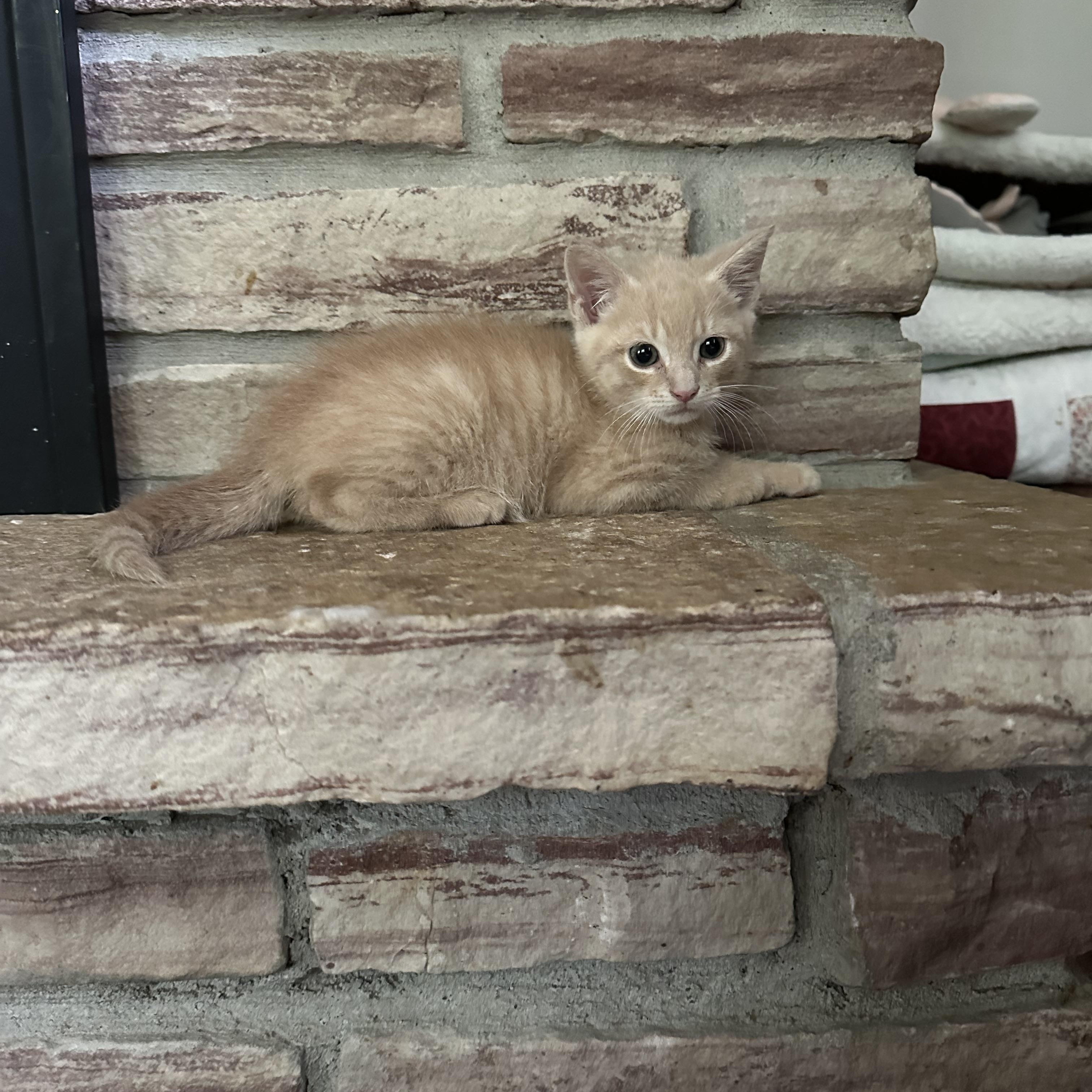 Felix photo 4