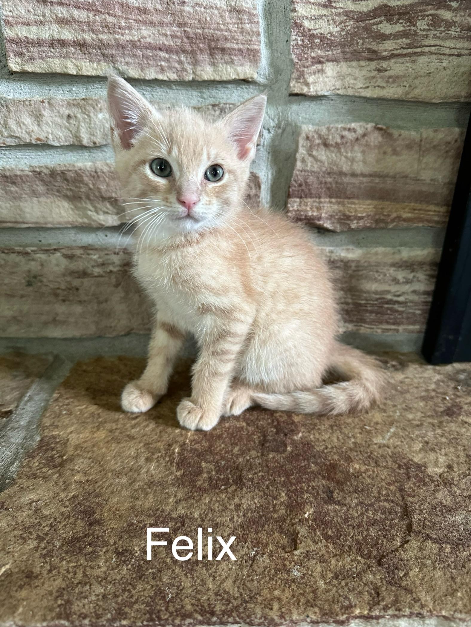 Felix photo 5