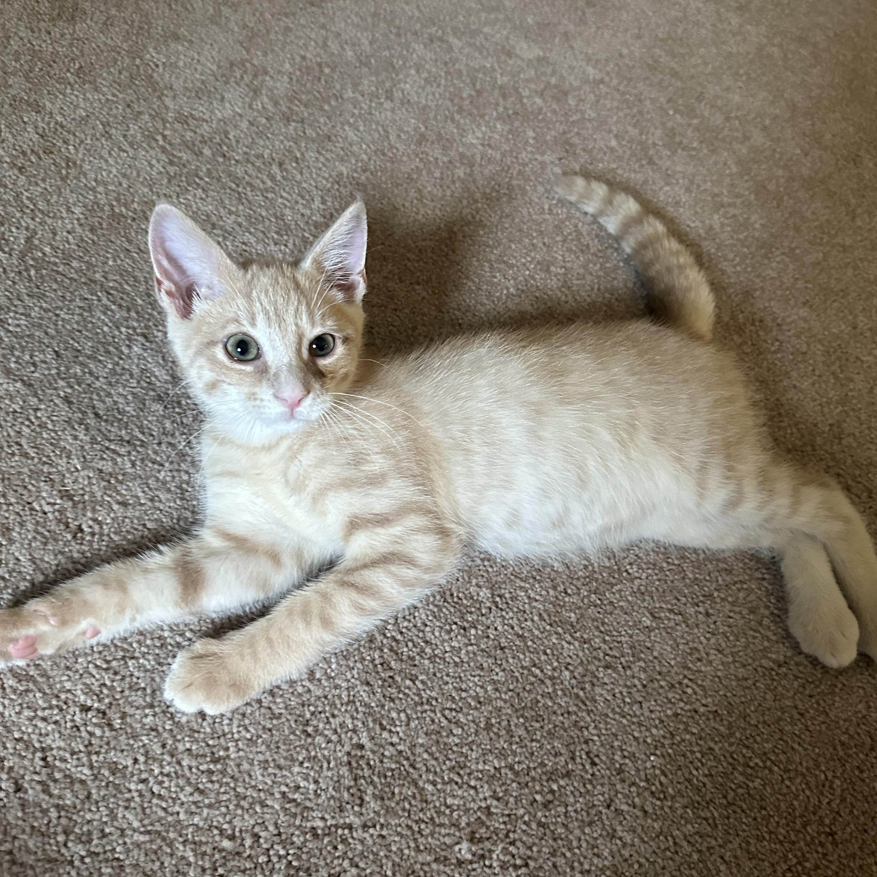 Felix photo 3
