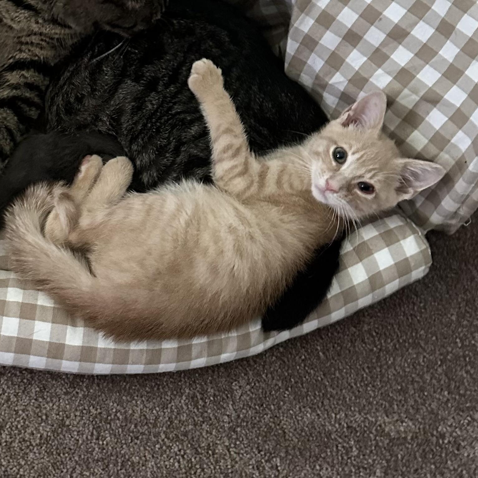 Felix