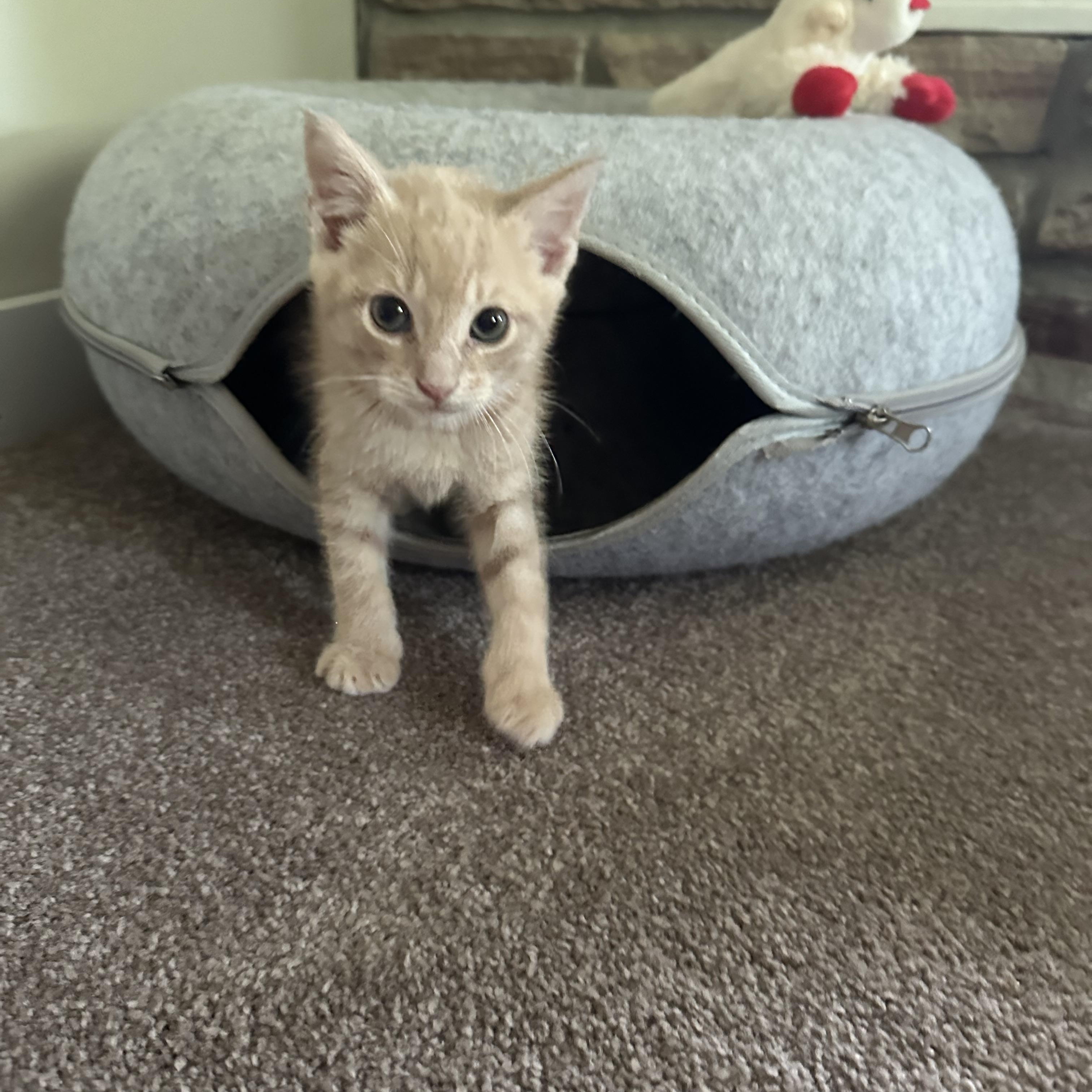 Felix photo 2