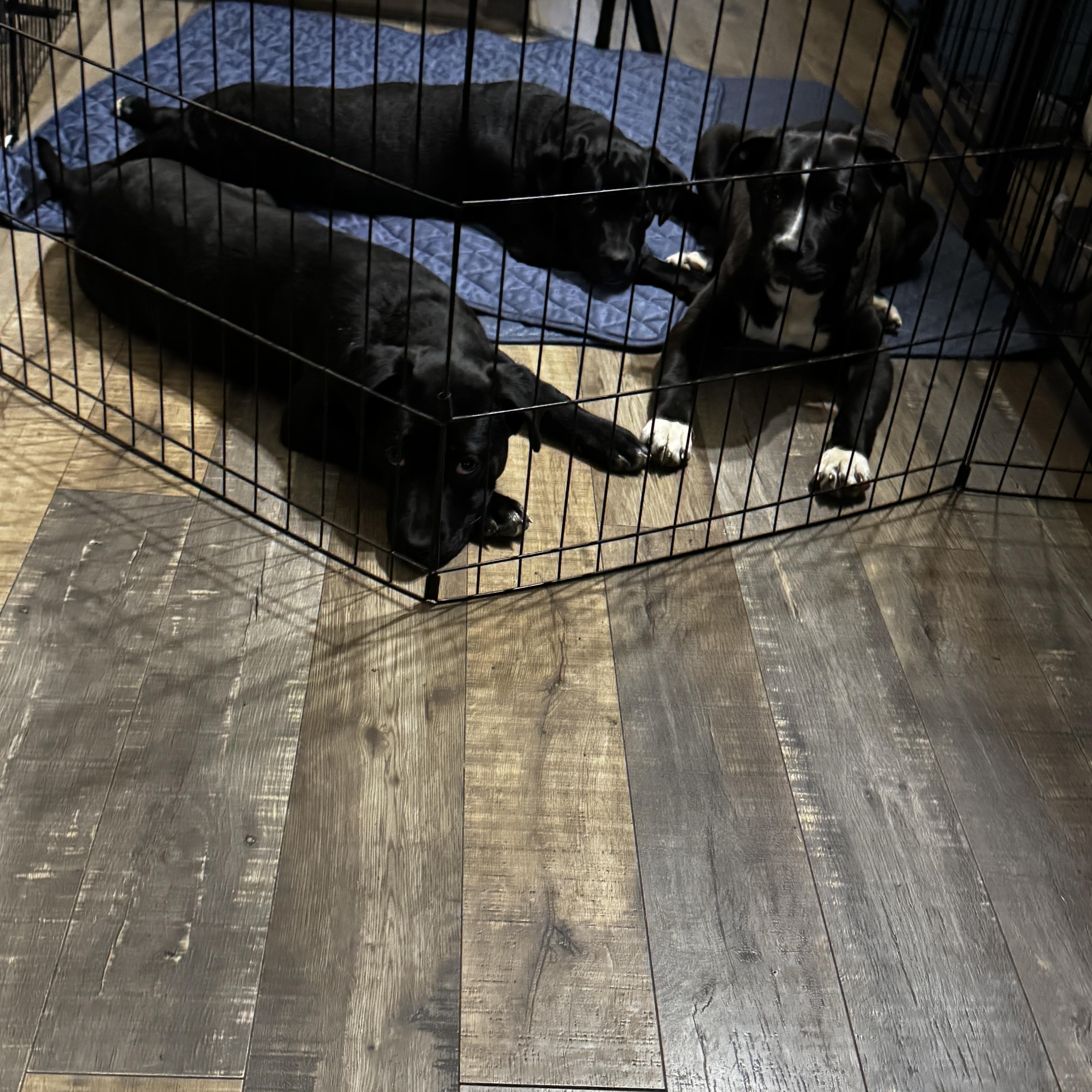 Holly, ADOPTABLE, Puppy Female Boxer & Black Labrador Retriever.