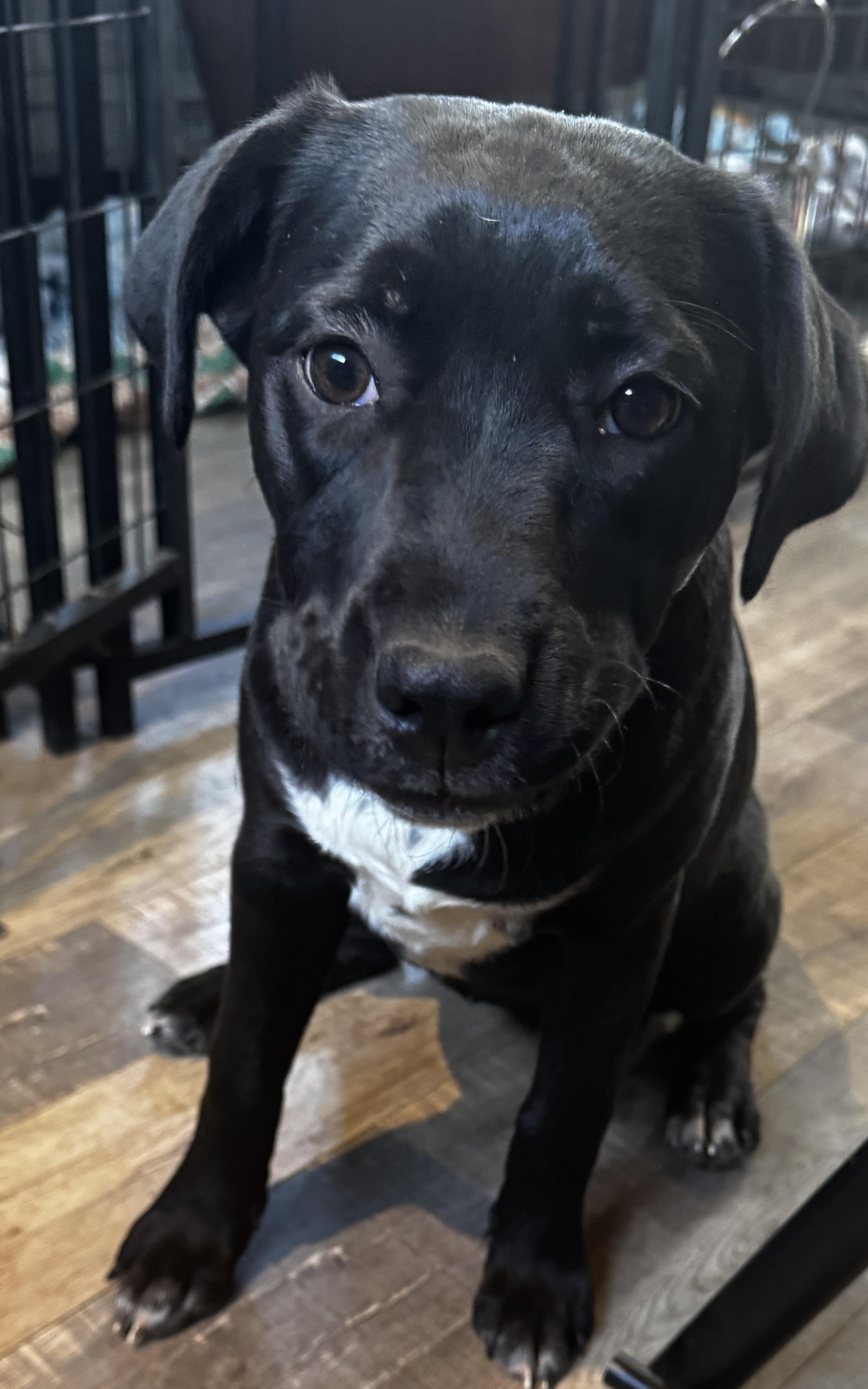 Holly, ADOPTABLE, Puppy Female Boxer & Black Labrador Retriever.