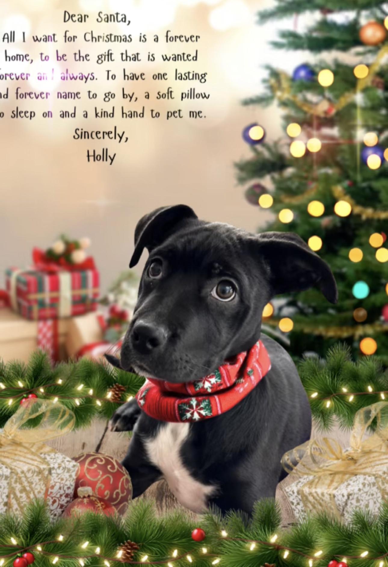 Enlarge Holly, a ADOPTABLE mixed breed in Kankakee, IL image 1/1
