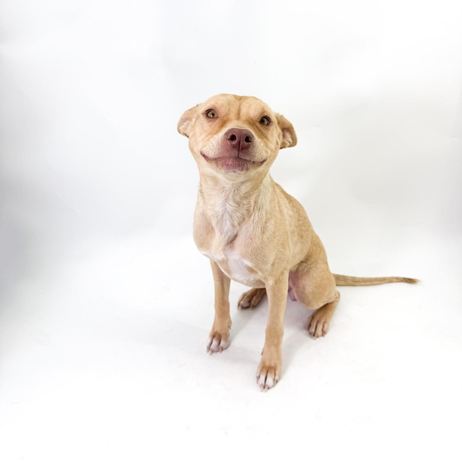 Enlarge Sol, a Adoptable mixed breed in Scottsdale, AZ image 1/5