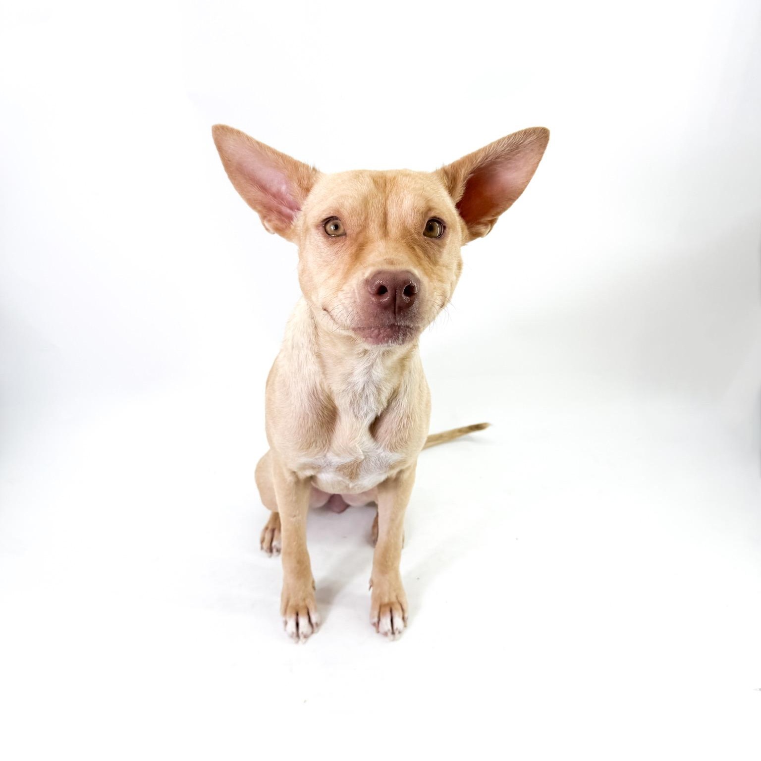 Enlarge Sol, a Adoptable mixed breed in Scottsdale, AZ image 2/5