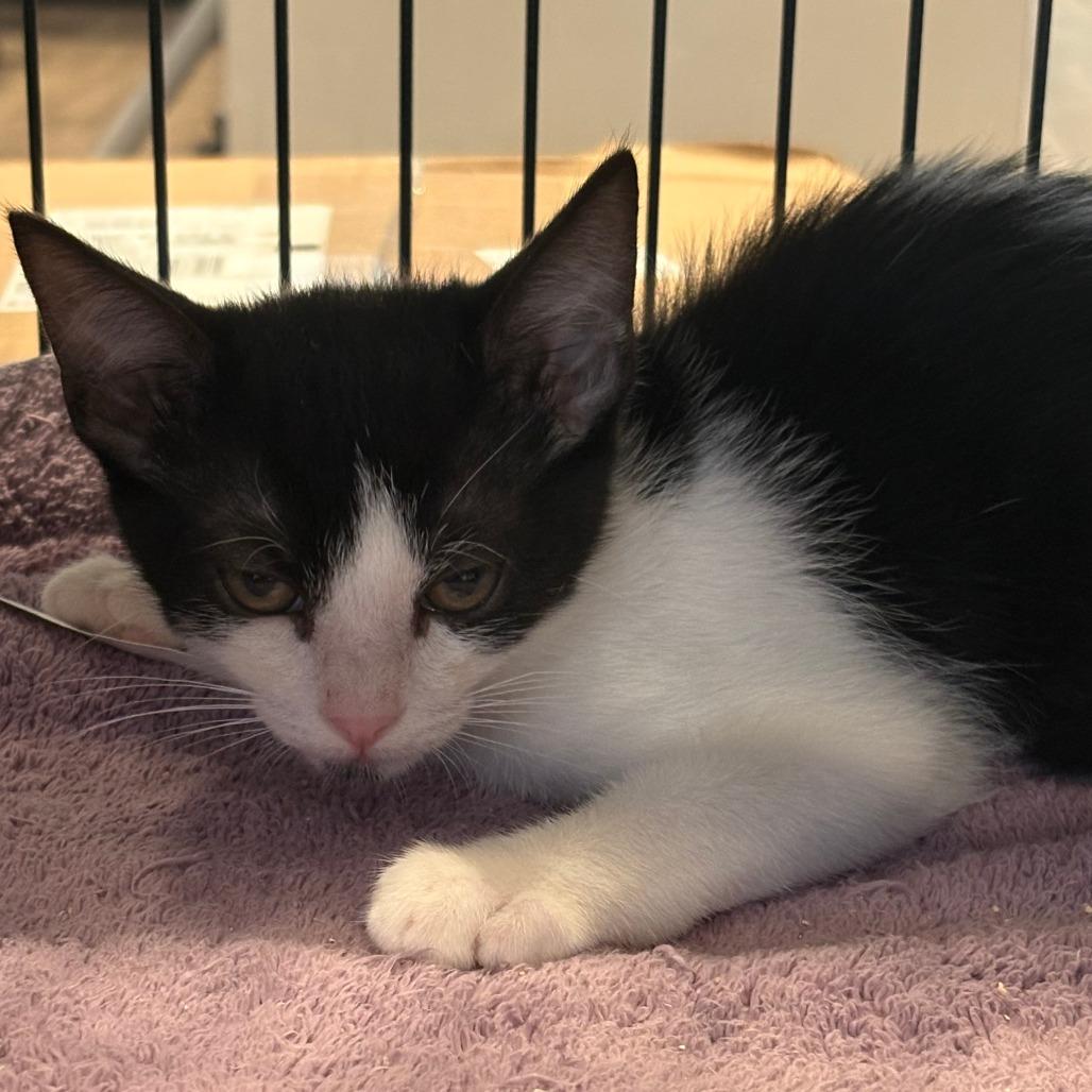 Enlarge Wolverine, a Adoptable Domestic Short Hair in Chesapeake, VA image 2/2