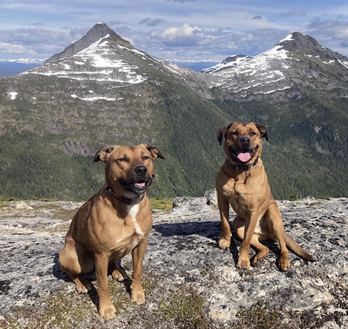 Enlarge Mila, a Adoptable mixed breed in Juneau, AK image 5/6