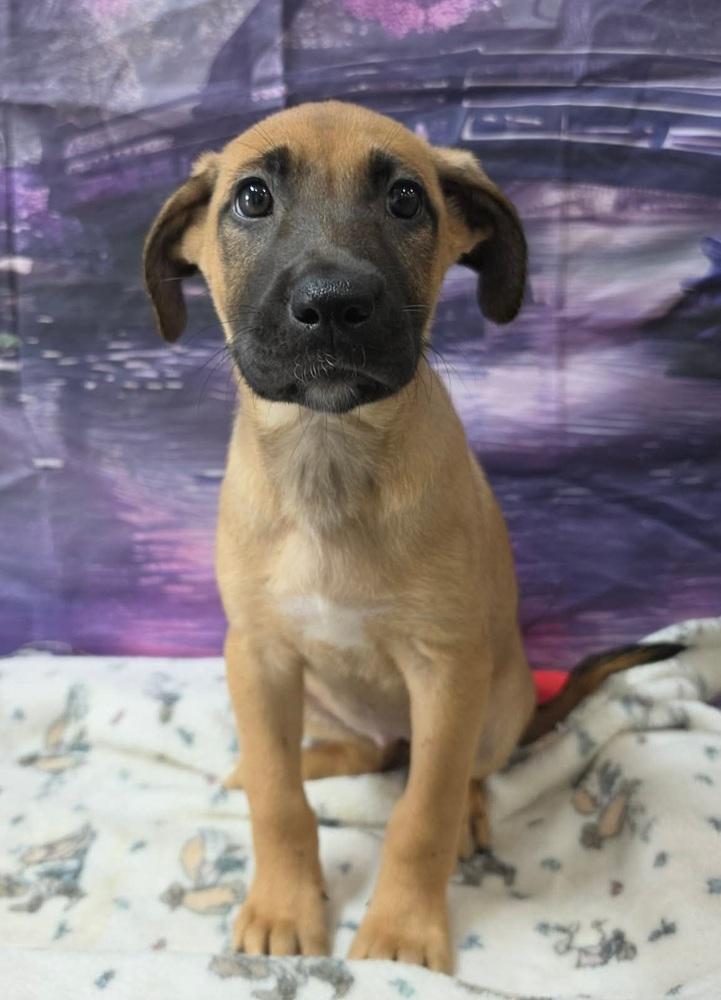 Enlarge Bulbasaur, a Adoptable mixed breed in Sedalia, CO image 1/2