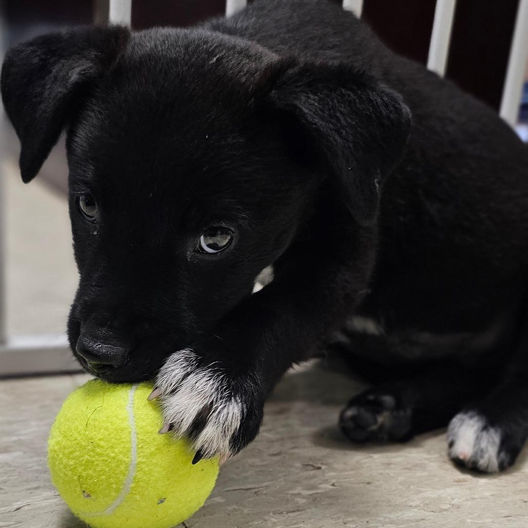 Whitney, Adoptable, Puppy Female Mixed Breed.