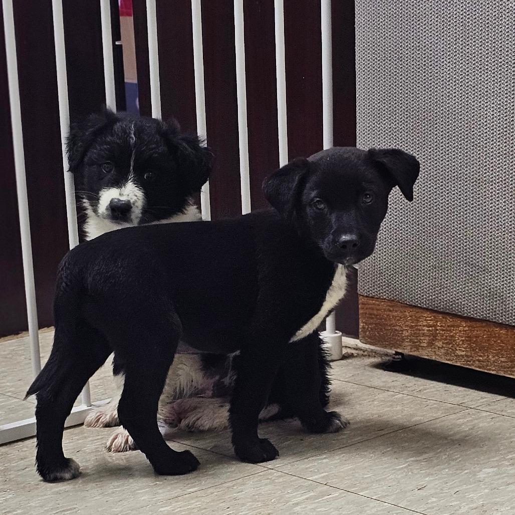Whitney, a Adoptable Mixed Breed in Tulsa, OK image 3/5