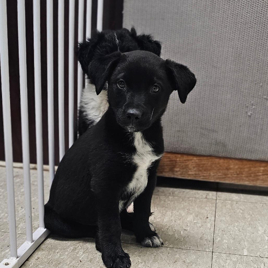Whitney, a Adoptable Mixed Breed in Tulsa, OK image 4/5