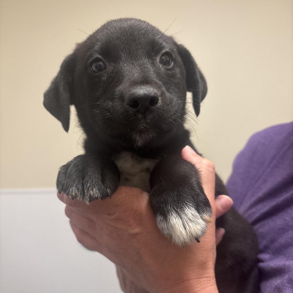 Whitney, a Adoptable Mixed Breed in Tulsa, OK image 5/5