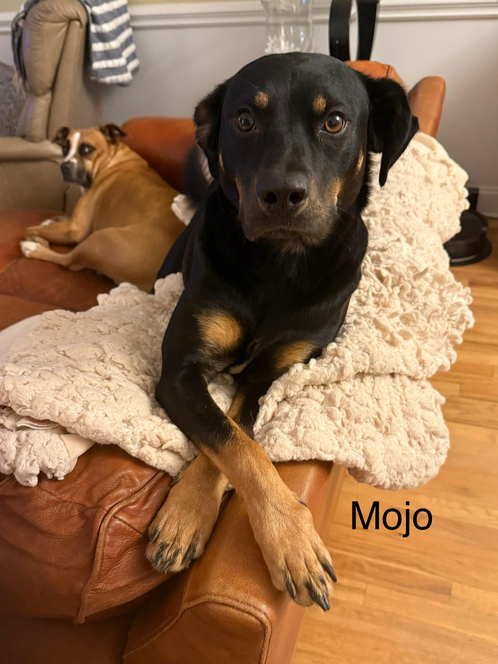 Mojo, a Adoptable mixed breed in Kings Mountain, NC image 3/5