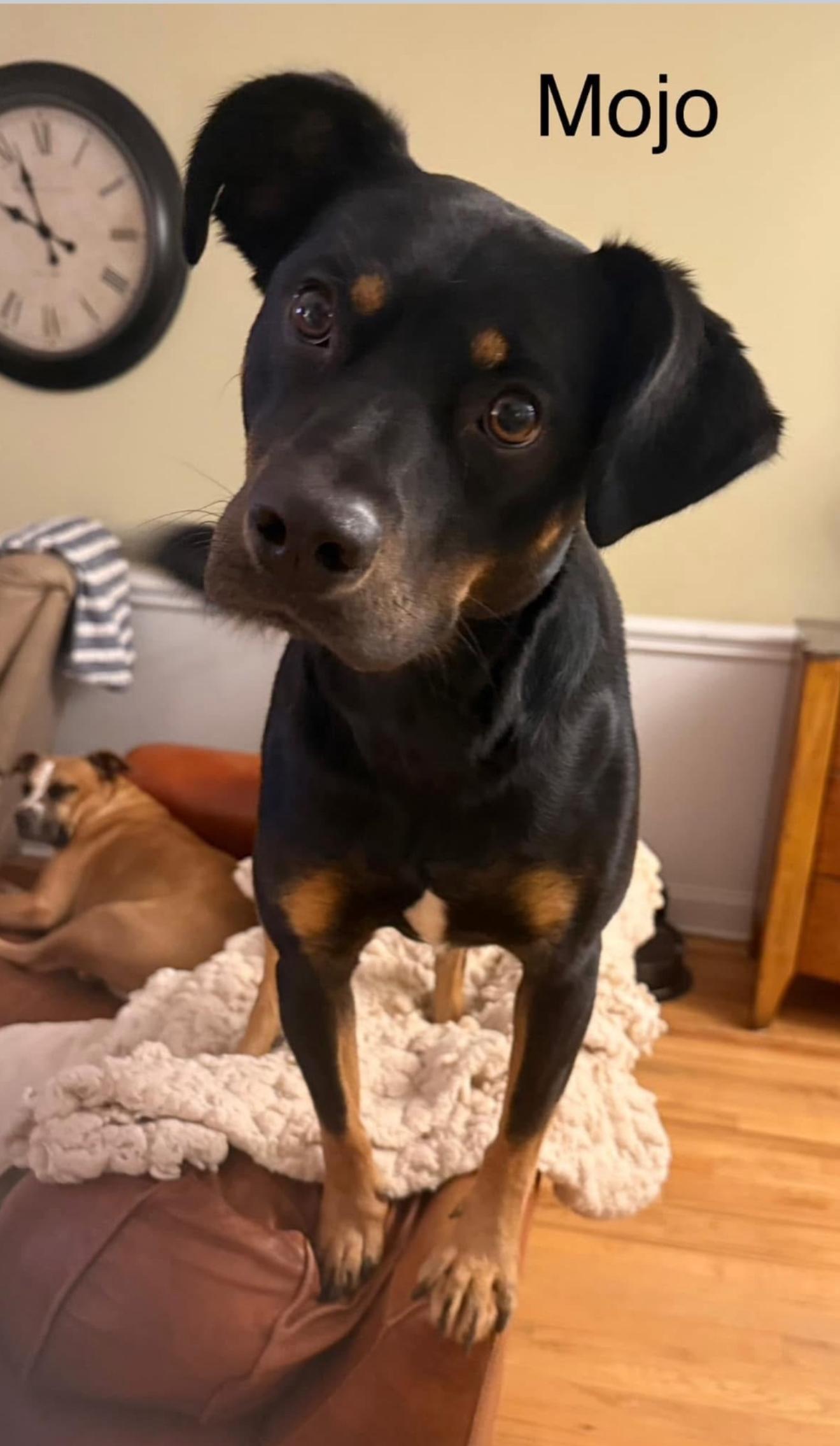 Mojo, a Adoptable mixed breed in Kings Mountain, NC image 4/5