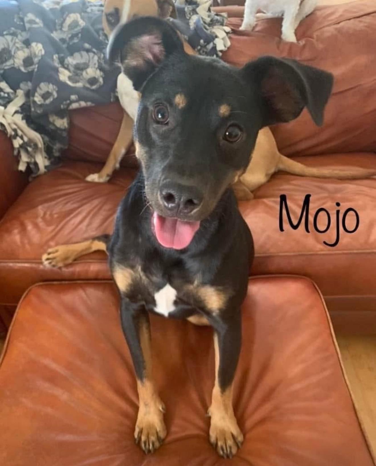 Mojo, a Adoptable mixed breed in Kings Mountain, NC image 2/5