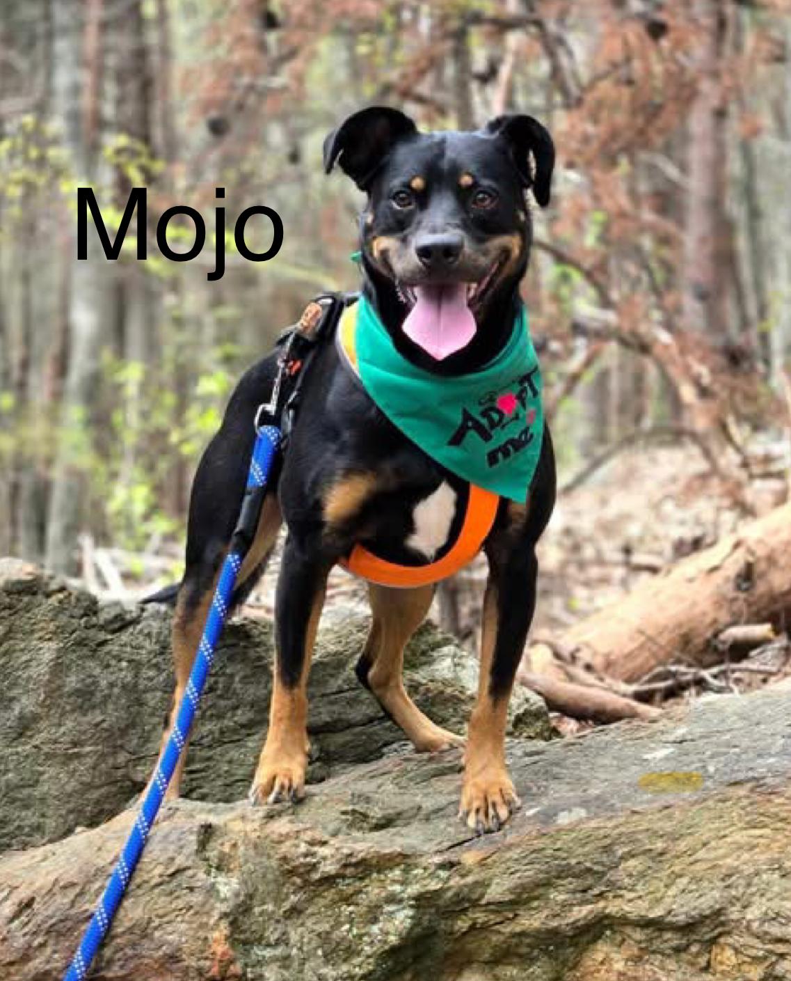 Mojo, a Adoptable mixed breed in Kings Mountain, NC image 1/5
