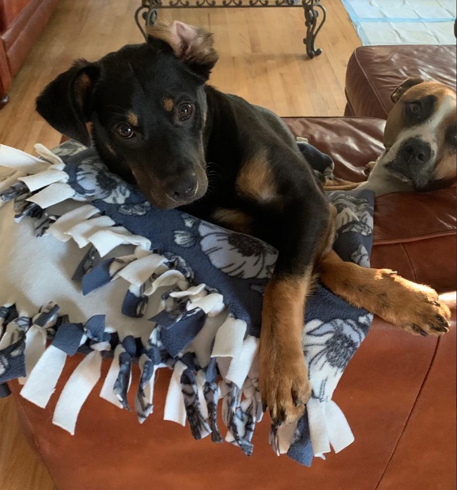 Mojo, a Adoptable mixed breed in Kings Mountain, NC image 5/5