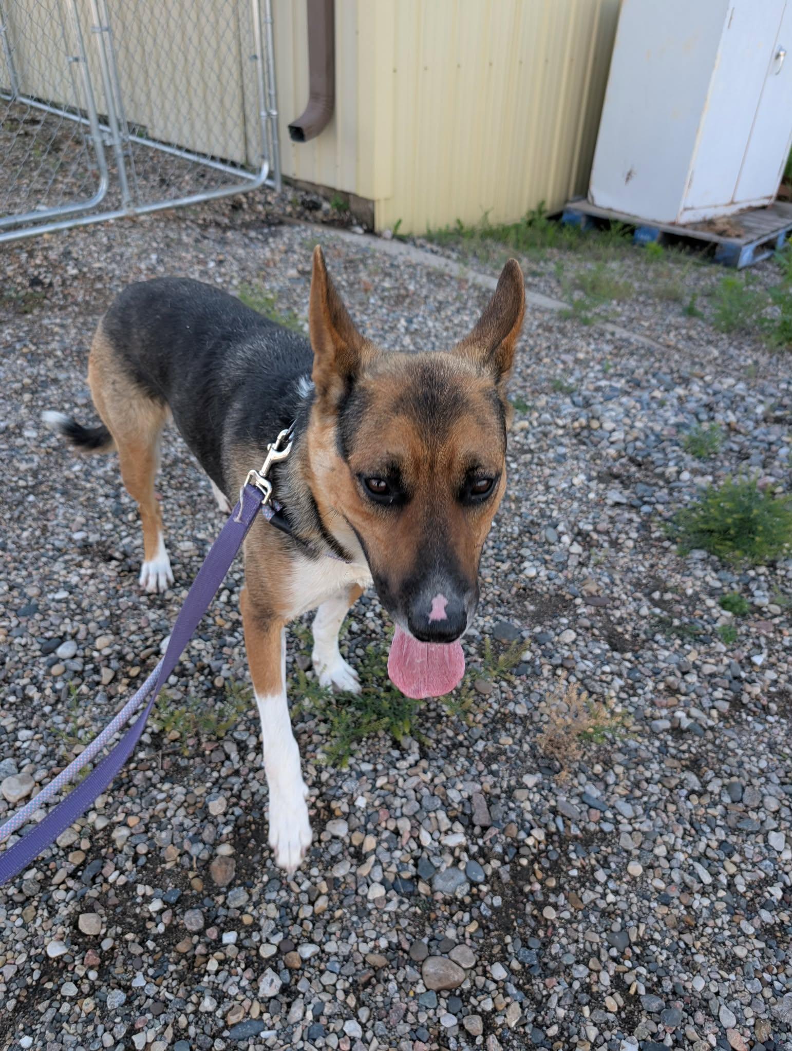 Enlarge Meadow, an adopted mixed breed in Grand Forks, ND image 3/3