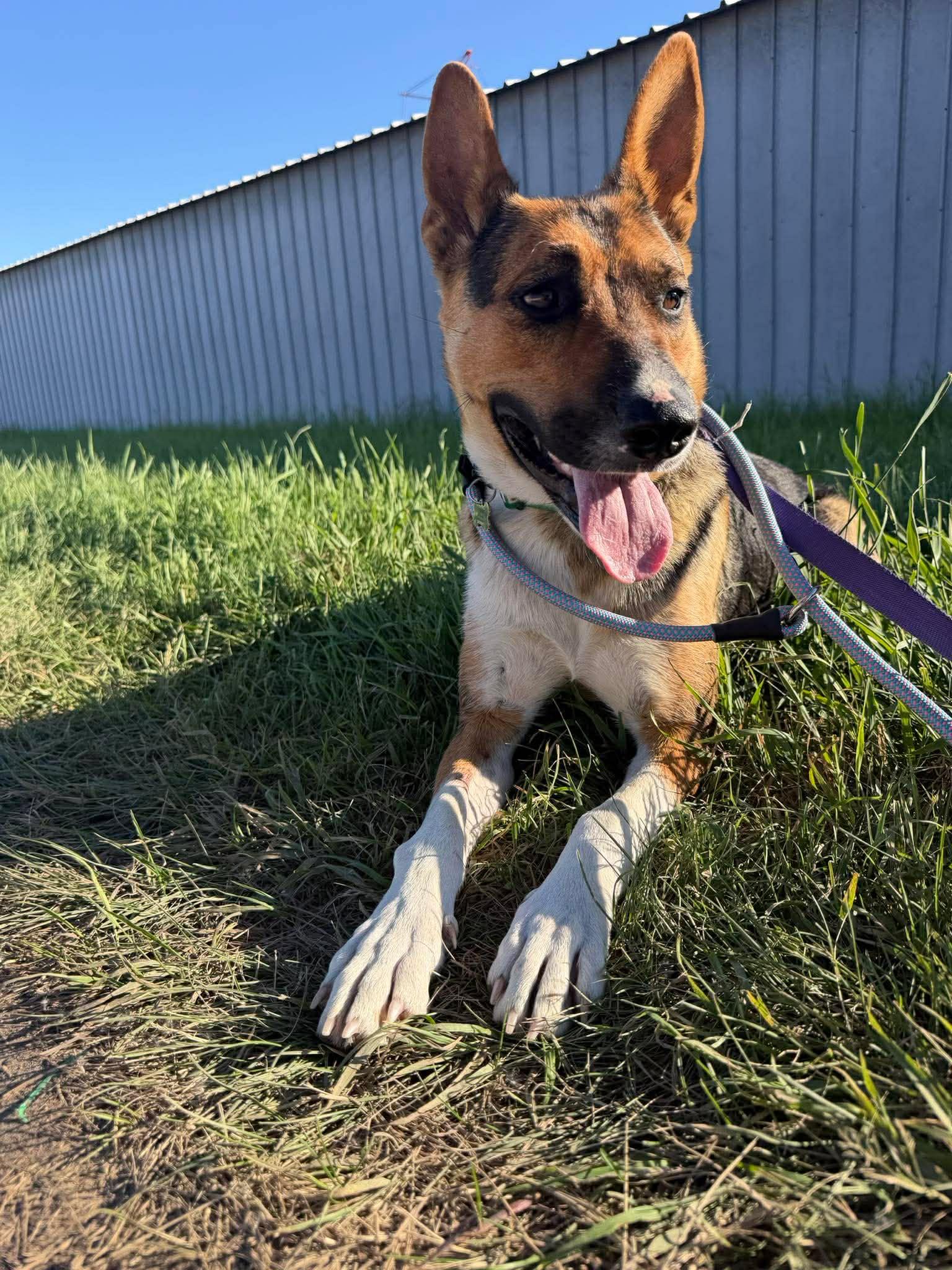Enlarge Meadow, an adopted mixed breed in Grand Forks, ND image 2/3