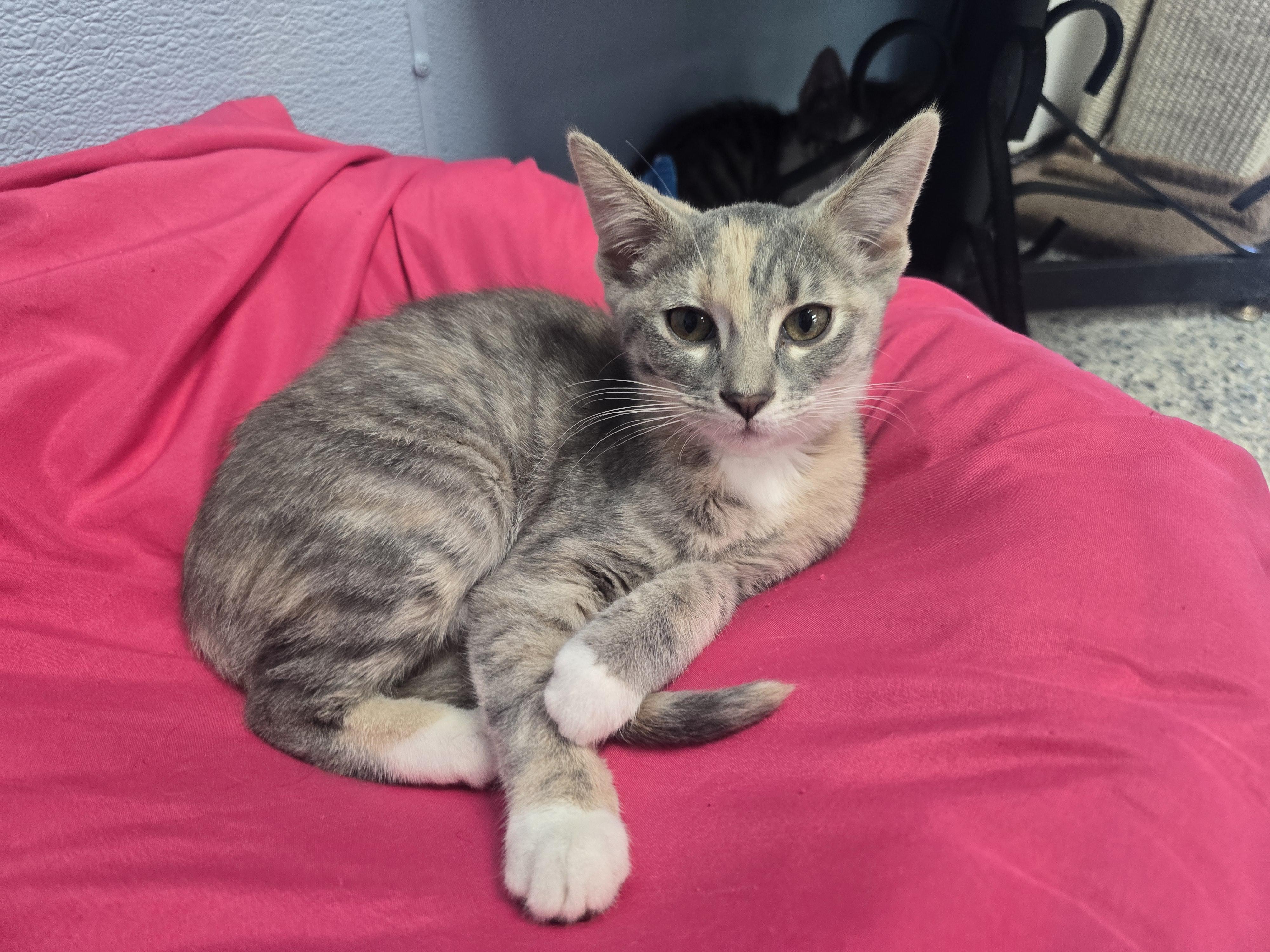Angel, ADOPTABLE, Kitten Female Domestic Short Hair.