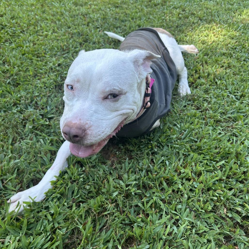 Gillie, Adoptable, Adult Female Mixed Breed.