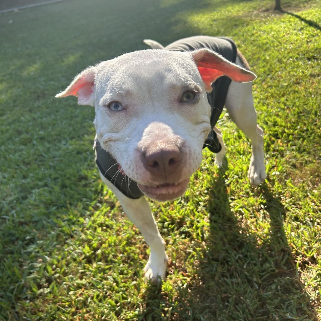 Enlarge Gillie, a Adoptable Mixed Breed in Auburn, AL image 2/6