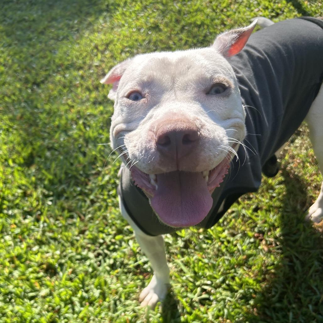 Enlarge Gillie, a Adoptable Mixed Breed in Auburn, AL image 3/6