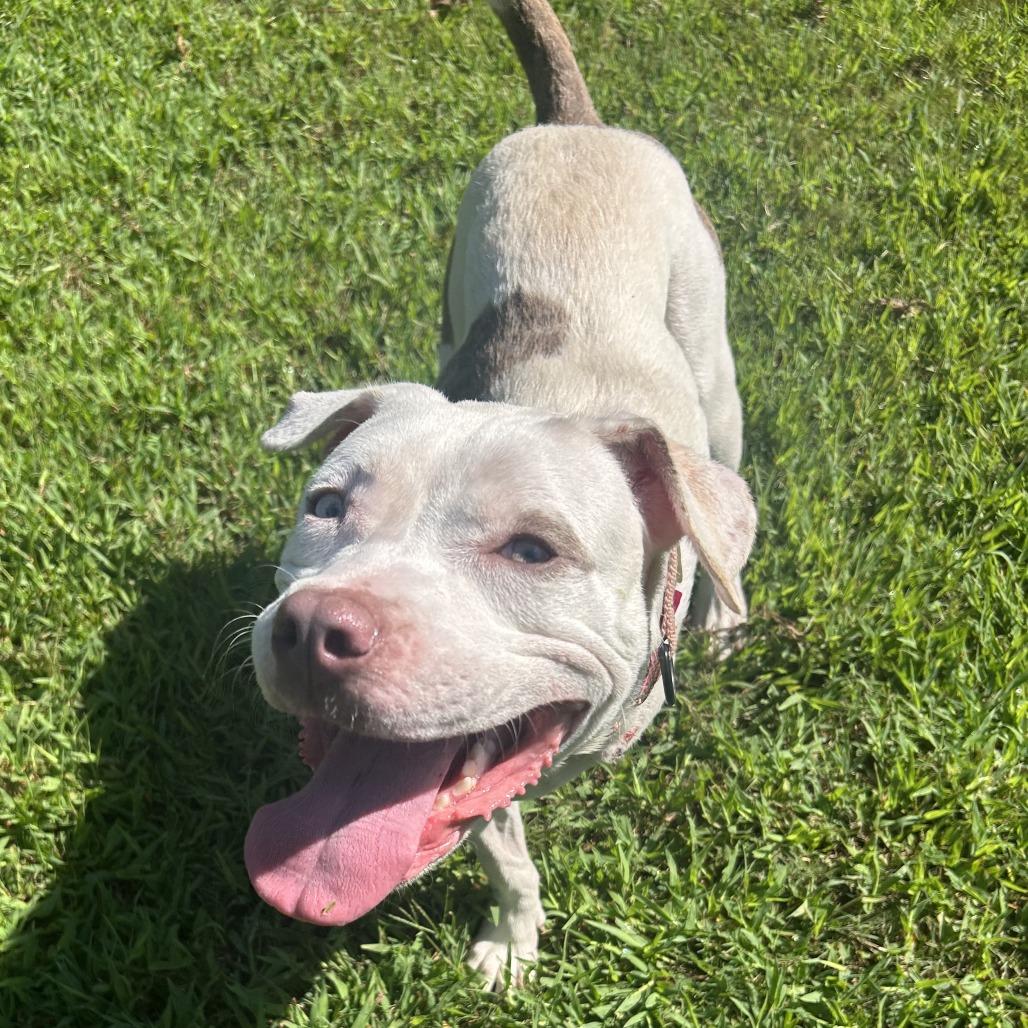 Enlarge Gillie, a Adoptable Mixed Breed in Auburn, AL image 4/6