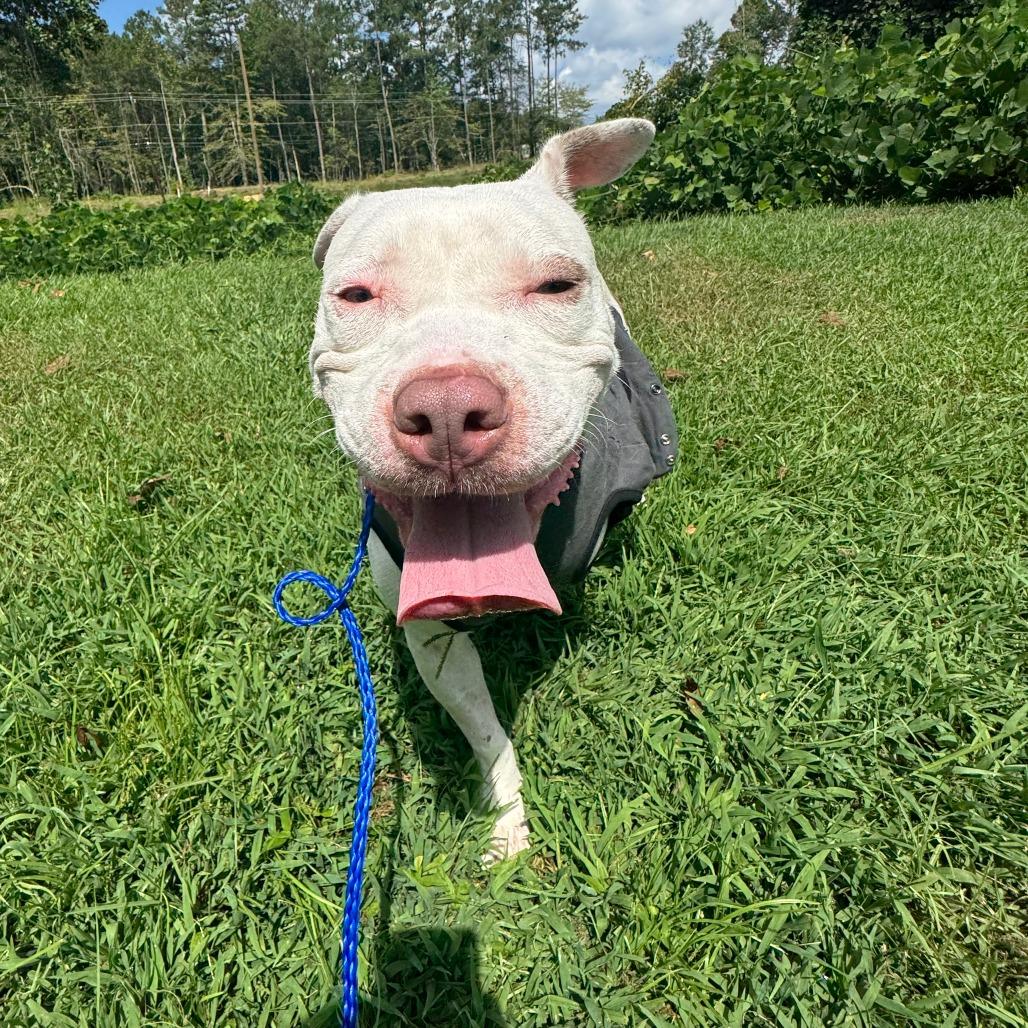 Enlarge Gillie, a Adoptable Mixed Breed in Auburn, AL image 5/6