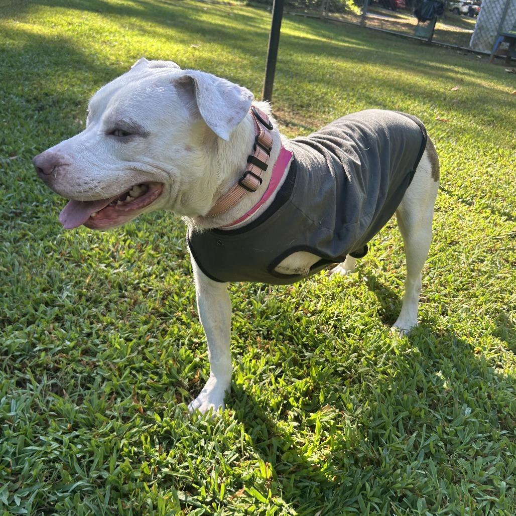 Enlarge Gillie, a Adoptable Mixed Breed in Auburn, AL image 6/6