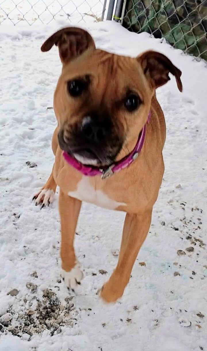 Enlarge Cece, an adopted mixed breed in Lincoln, MI image 1/1