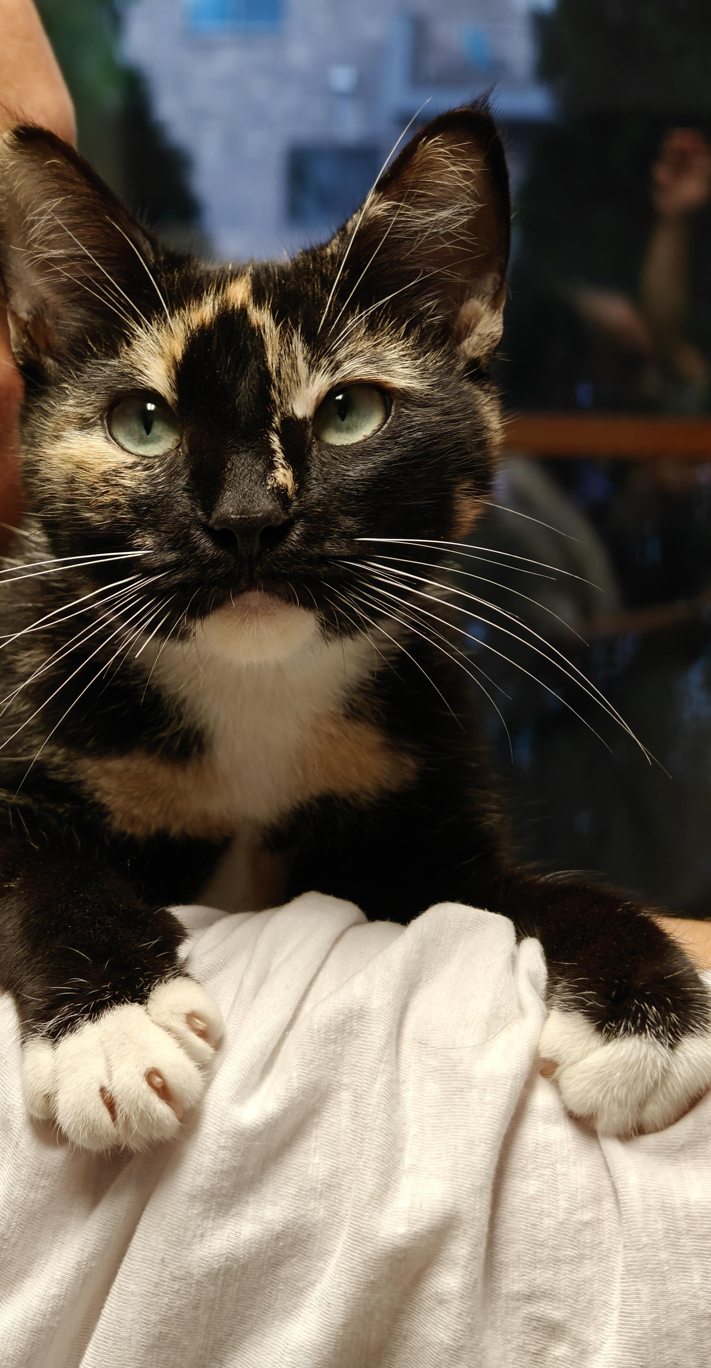 Cricket, a ADOPTABLE Domestic Short Hair in New Britain, CT image 2/4