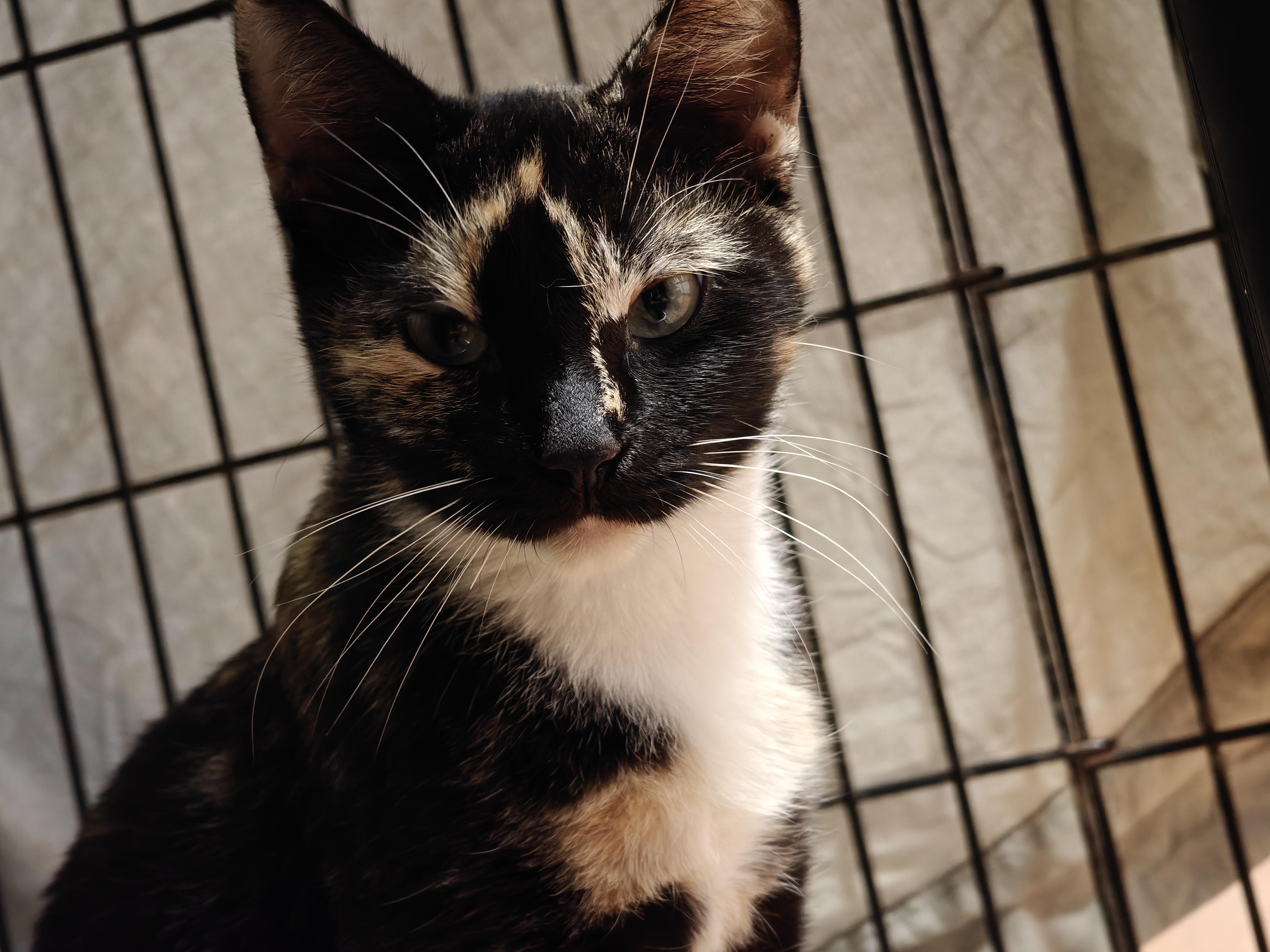 Cricket, a ADOPTABLE Domestic Short Hair in New Britain, CT image 4/4